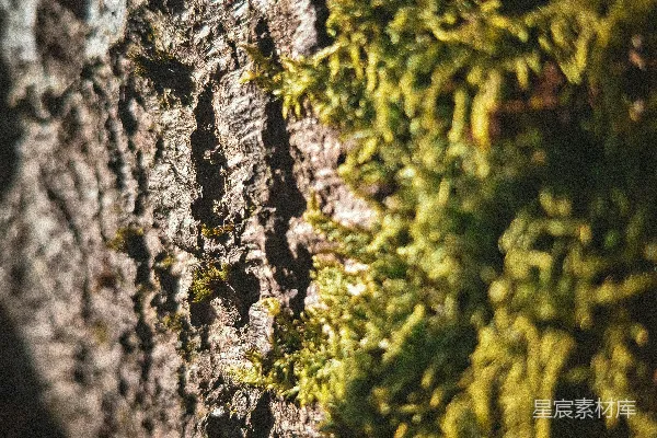 高清摄影 树皮和鲜绿的苔藓。