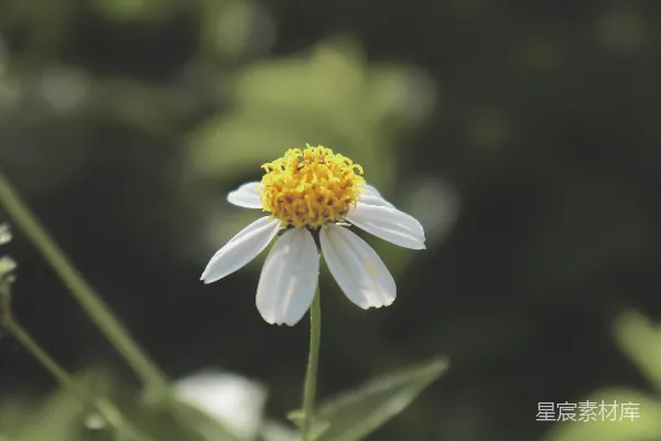 一朵带有黄色中心的白色花朵