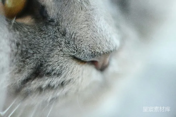 一张猫脸特写，背景模糊。