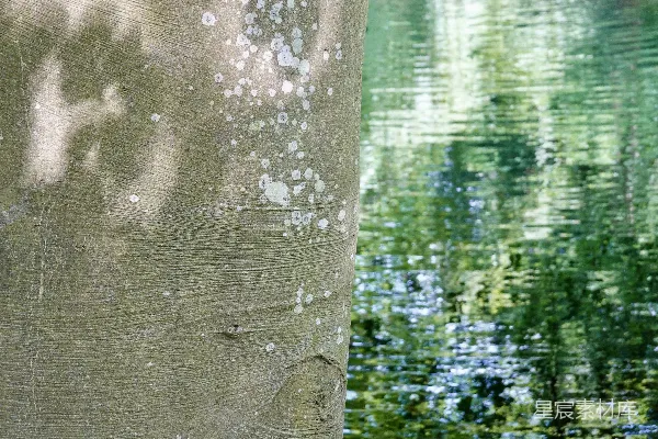 高清摄影 树干矗立在水边，水面上反射着绿叶的倒影。