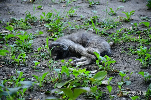 一只灰色的猫蜷曲在地上睡着了。
