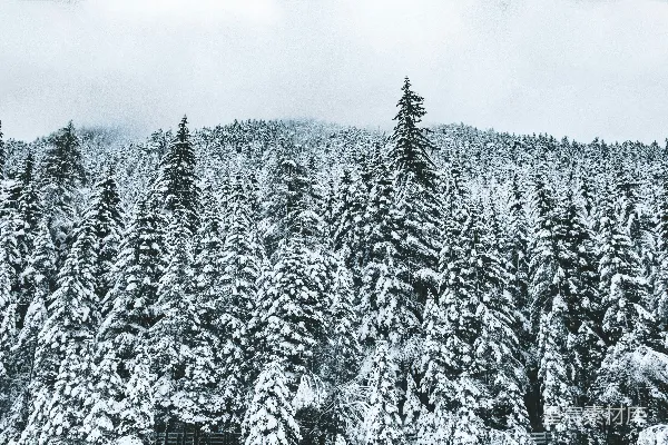 覆雪的树木