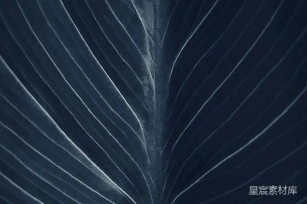 高清摄影 一张在深色背景下的叶子的特写照片