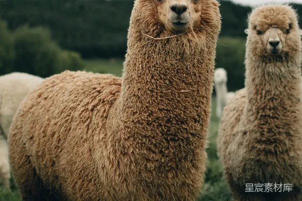 两只棕褐色的 llama 在白天活动