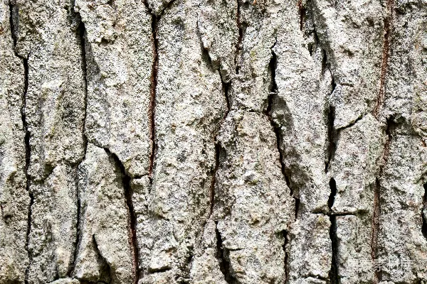 高清摄影 一张树皮纹理的特写照片