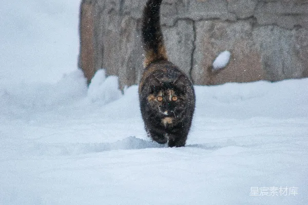 猫在雪地里靠近一块石头散步。