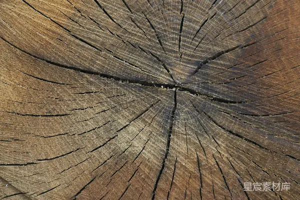 高清摄影 一张树木树桩的特写照片