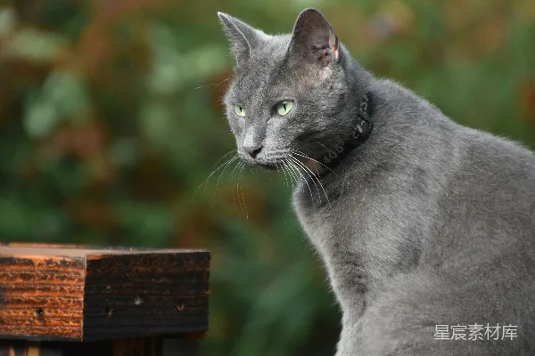 一只灰色的猫坐在长凳上