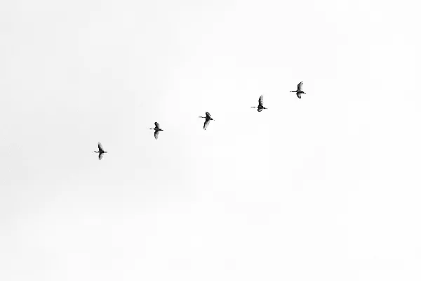 五只黑鸟在天空中飞翔