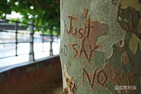 浅聚焦摄影，刻有“Just Say No”字样的树干