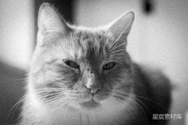一张黑白照片中的猫