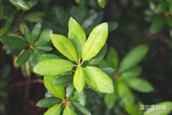 一片绿色叶片植物的特写