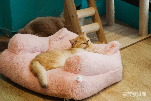一只金毛猫躺在粉色的绒布垫子上休息。