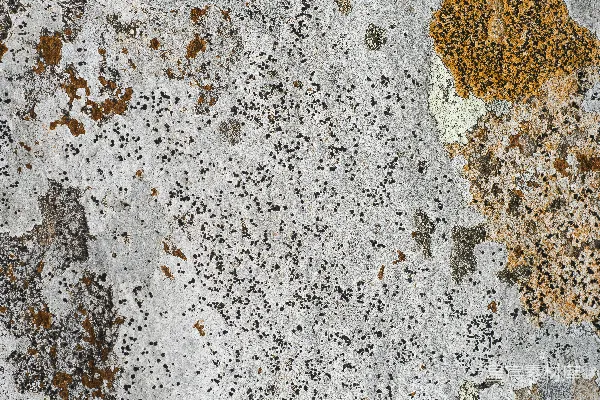 高清摄影 岩石的特写，上面有一个黄色的斑点。
