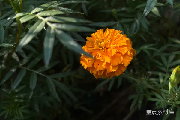 花园中一朵鲜艳的橙色花朵