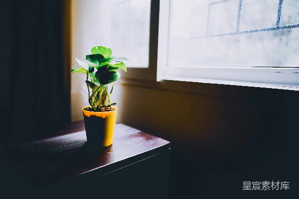 绿色植物放在黄色的陶罐上，放在棕色木制桌子上。