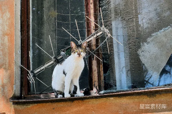 窗台上的一只猫正坐在那里向外望。