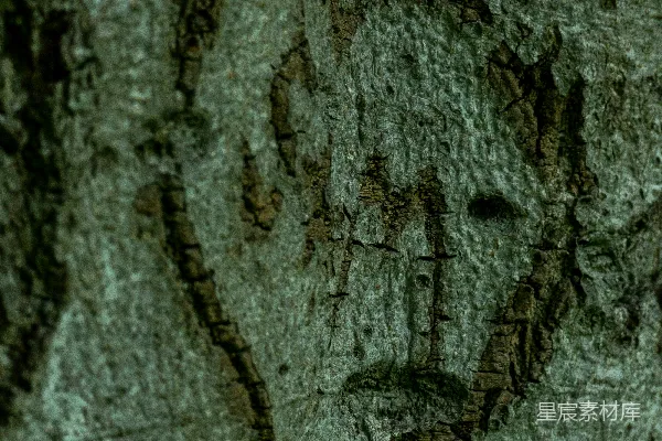 树皮的特写镜头