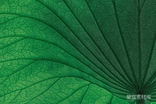 高清摄影 绿色树叶在特写摄影中