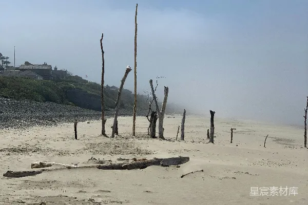 一片沙地上点缀着几棵树的海滩
