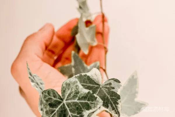 手持植物的人