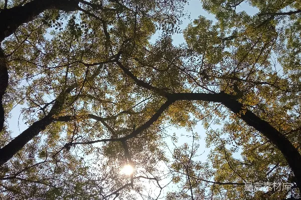 树梢间透射出阳光