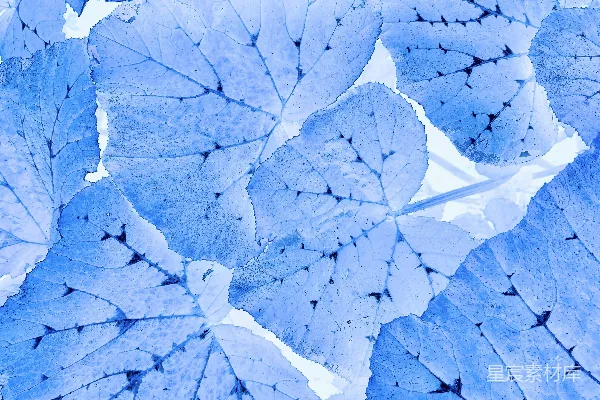 高清摄影 在白色背景上特写蓝色的叶子