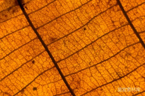 高清摄影 一张叶子纹理的特写照片