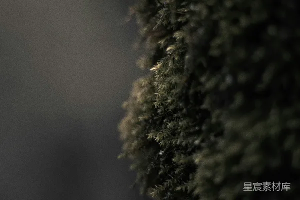 高清摄影 一只鸟栖息在苔藓覆盖的墙上
