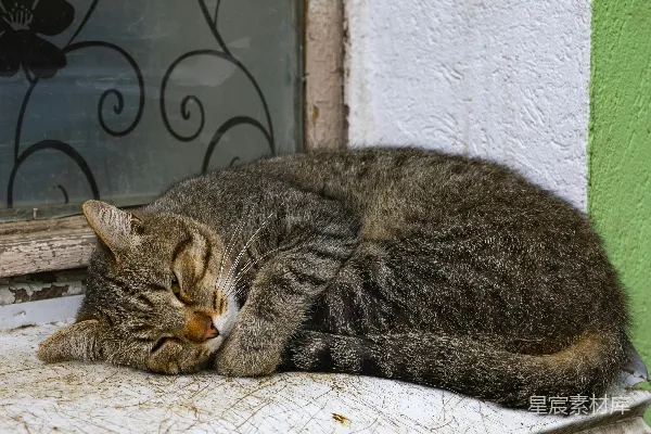 一只猫正在窗台上睡觉。
