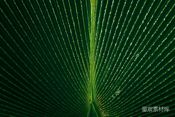 高清摄影 一张绿色叶子的特写照片