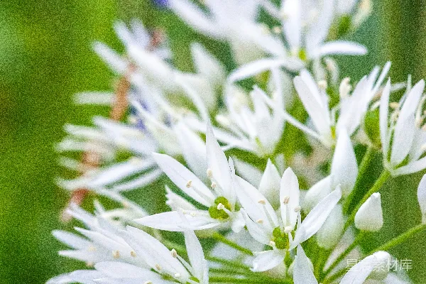 洁白的野花在紫色的花朵后面绽放。
