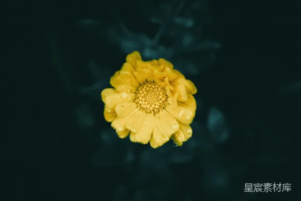 黑背景上一朵黄色花朵的特写