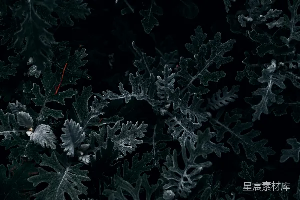 白天绿色白色的植物