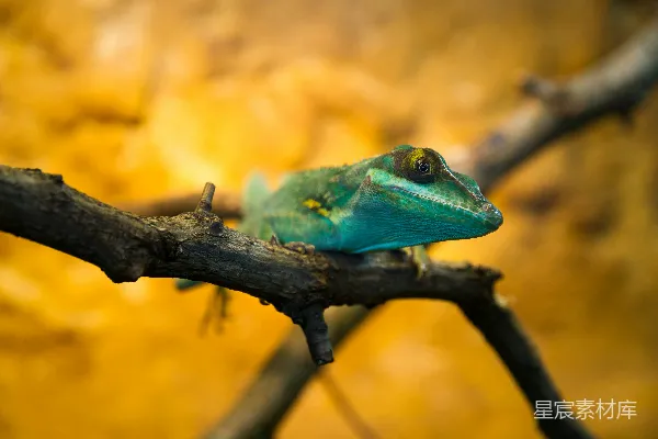 树上的灰 Frog
