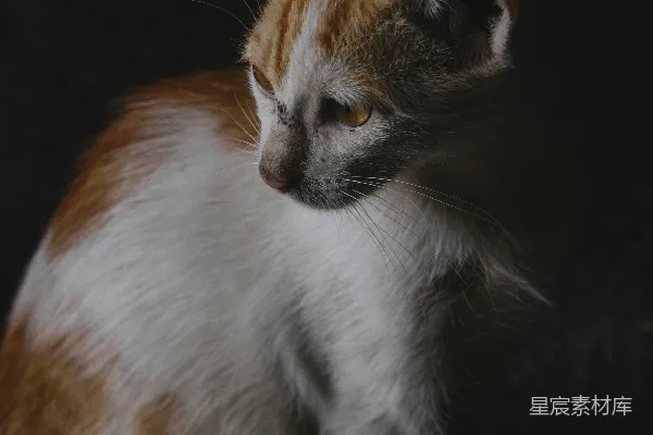 一只黄白相间的猫侧头看着。