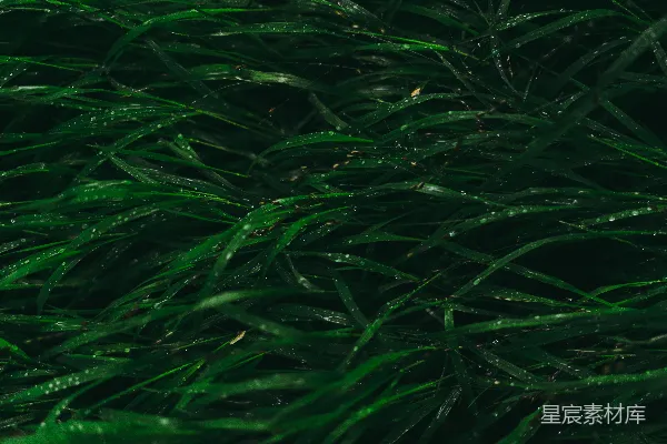 高清摄影 带有水珠的绿草