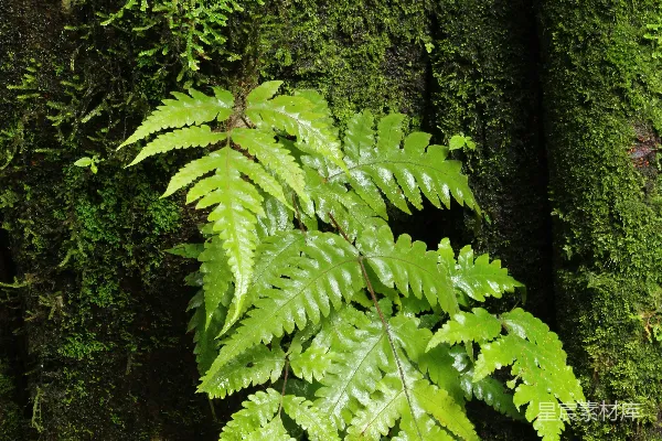 一棵蕨类植物正在树旁生长