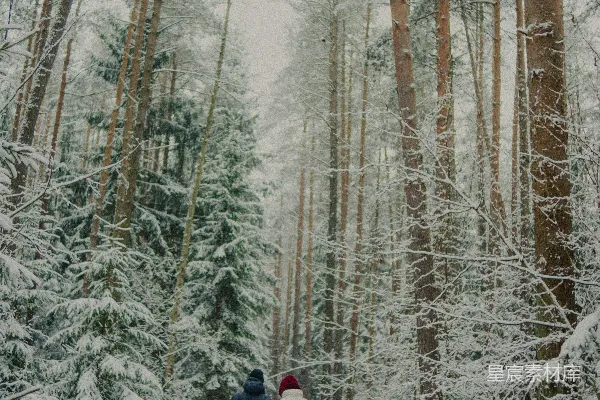 两个人在森林里的雪地上行走。