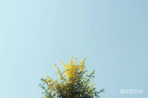 一棵绿松树矗立在清澈的蓝天之下。