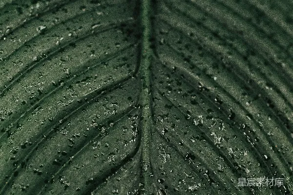 高清摄影 绿叶上的水滴