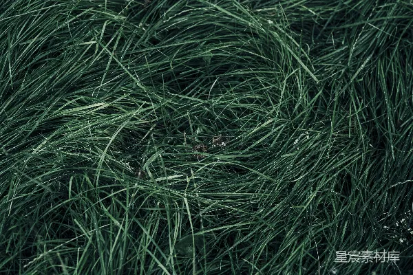 高清摄影 特写草丛
