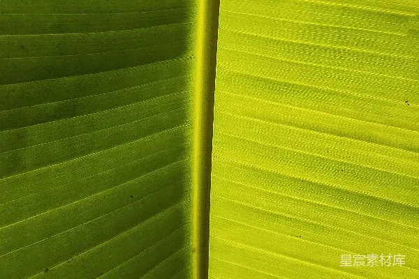 高清摄影 一张绿色芭蕉叶的特写照片