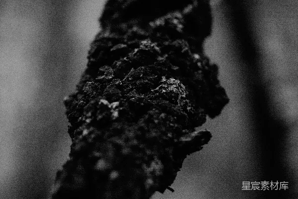 高清摄影 一棵树的特写