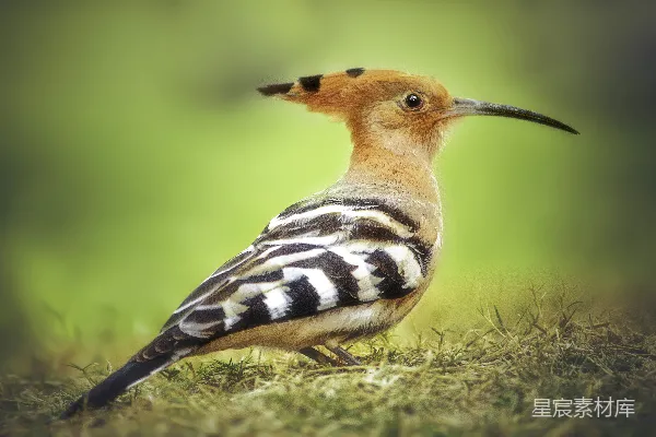 一只美丽的 hoopoe 鸟站在草地上。