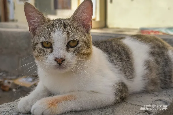 一只猫正在一个边沿上躺着。