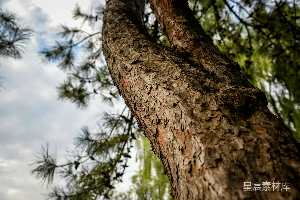 树干上近景的纹理与云层天空的对比