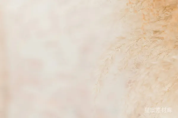 高清摄影 一张白色毛皮纹理的特写照片