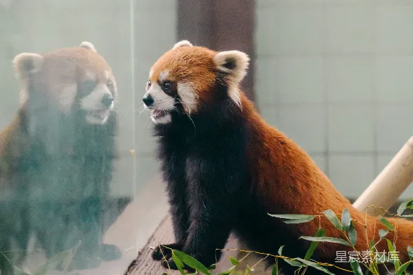 红熊猫望着玻璃中的自己。