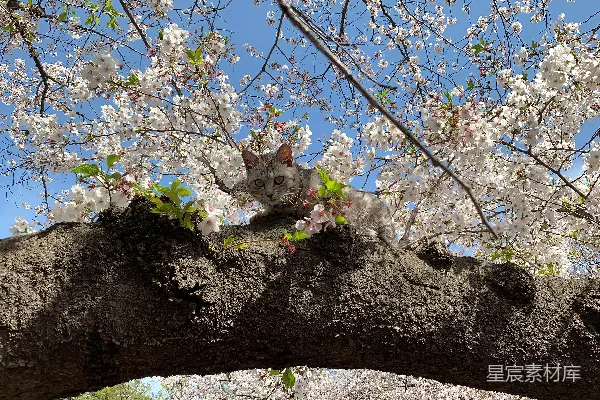 棕虎斑猫在树干上